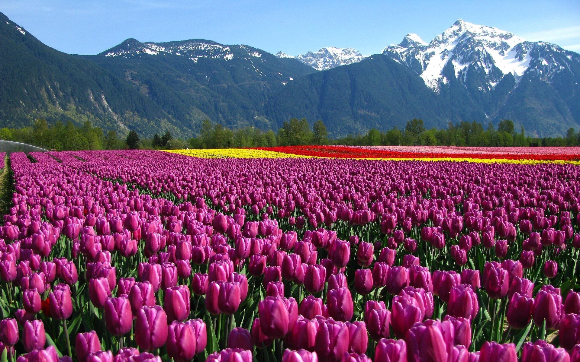 3 Nights / 4 Days Kashmir Package (2 Adults)